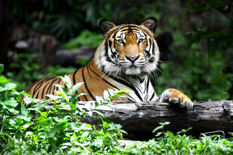 Den bengalske tigeren – jungelens majestetiske konge