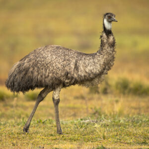Emu