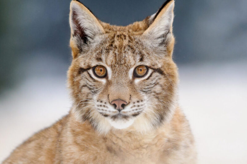 Gaupa – den sky jegeren i norsk villmark