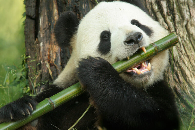 Pandaen – den fredelige kjempen i kinas bambusskoger