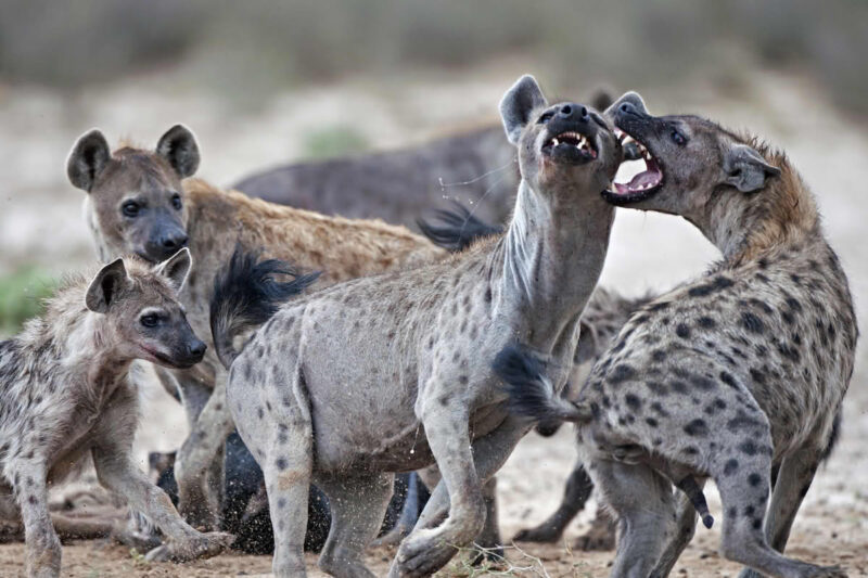 Hyener – naturens mest misforståtte rovdyr